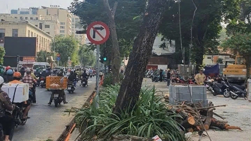 Thay mới vỉa hè, người dân muốn đúng tiến độ, không ảnh hưởng hạ tầng cây xanh